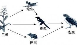 在线观看食物链完整版,在线观看完整版深度解析